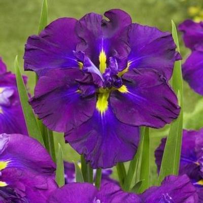 Iris ensata 'Dinner Plate Blueberry Pie'